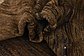 HandKnotted 5' x 6' 10 Modern Ziegler Rug thumbnail image 9