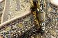 4' 1 x 6' 4 Kashmir Oriental Rug thumbnail