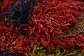 3' 2 x 8' 8 Moroccan Runner Rug thumbnail image 9