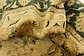 HandKnotted 5' x 6' 8 Peshawar Ziegler Rug thumbnail image 10
