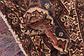 5' x 9' 10 Hamedan Persian Runner Rug thumbnail
