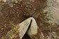 2' 10 x 4' 4 Ultra Vintage Persian Rug thumbnail image 8