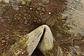 2' 10 x 4' 4 Ultra Vintage Persian Rug thumbnail
