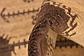 4' x 6' 6 Shiraz-Gabbeh Persian Rug thumbnail