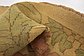 4' 5 x 7' 3 Oushak Rug thumbnail image 10