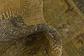 3' x 4' 4 Ultra Vintage Persian Rug thumbnail