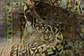 4' 10 x 6' 4 Mamluk Ziegler Oriental Rug thumbnail image 10