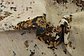 7' x 10' 5 Ultra Vintage Persian Rug thumbnail image 8