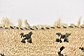 HandKnotted 2' 9 x 6' 5 Moroccan Runner Rug thumbnail image 9
