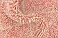 5' x 8' Moroccan Rug thumbnail
