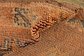 6' 8 x 13' 8 Moroccan Runner Rug thumbnail image 9