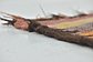 213cm x 488cm Moroccan Runner Rug thumbnail image 6