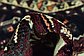 5' 6 x 8' Ghashghaei Persian Rug thumbnail image 9