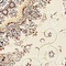 See color option for 8' 2 x 11' 6 Tabriz Design Rug