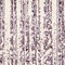 See color option for 3' 3 x 5' 3 Angelica Rug
