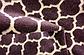 2' 7 x 10' Trellis Runner Rug thumbnail