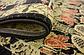 2' 7 x 10' Kensington Runner Rug thumbnail