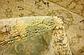 80cm x 305cm Kensington Runner Rug thumbnail image 9