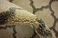 2' 7 x 19' 8 Trellis Runner Rug thumbnail image 20