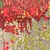 See color option for 2' 7 x 10' Casablanca Runner Rug