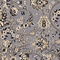 See color option for 9' x 12' Kashan Design Rug