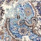 See color option for 4' x 6' Heritage Rug