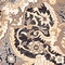 See color option for 8' 4 x 8' 4 Heritage Square Rug