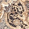 See color option for Unique Loom 4' x 6' Tradition Rug
