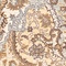 See color option for 4' x 6' Heritage Rug