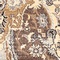 See color option for 5' x 8' Heritage Rug