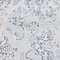 See color option for 2' 7 x 6' Restoration Runner Rug
