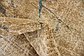 2' 7 x 10' Aria Runner Rug thumbnail image 21