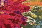 5' x 8' Casablanca Rug thumbnail
