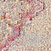 See color option for 2' 7 x 10' Palazzo Runner Rug