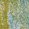See color option for 2' 2 x 3' Valencia Rug