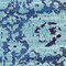 See color option for 8' x 11' Palazzo Rug