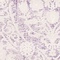 See color option for 3' 3 x 5' 3 New Vintage Rug