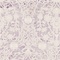 See color option for 8' x 8' New Vintage Square Rug
