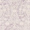 See color option for 8' x 11' 4 Modern Classical Rug