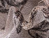 245cm x 305cm Outdoor Botanical Rug thumbnail image 7
