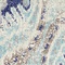 See color option for 8' 4 x 8' 4 Heritage Square Rug