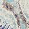 See color option for 8' x 10' Heritage Rug