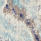 Link to variation of this rug: SKU#3132816