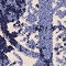 Link to variation of this rug: SKU#3133463