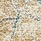 See color option for 2' 2 x 6' Aria Runner Rug
