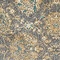 See color option for 4' x 6' Aria Rug