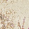 See color option for 2' 2 x 6' Aria Runner Rug