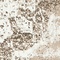 Link to variation of this rug: SKU#3134088