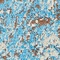 See color option for 2' x 3' Ankara Rug