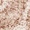 See color option for 2' x 3' Ankara Rug